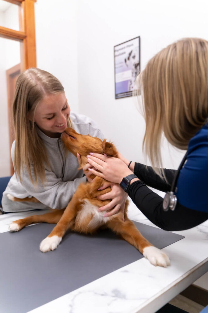 galaxy vet serenity vet case study